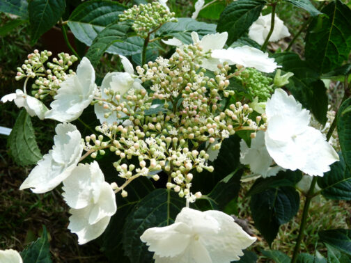 Macrosepala – Image 5
