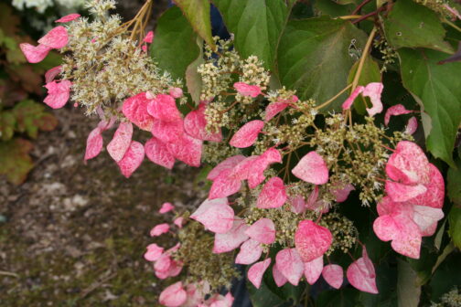 Schizophragma hydrangeoides Rose sensation – Image 3