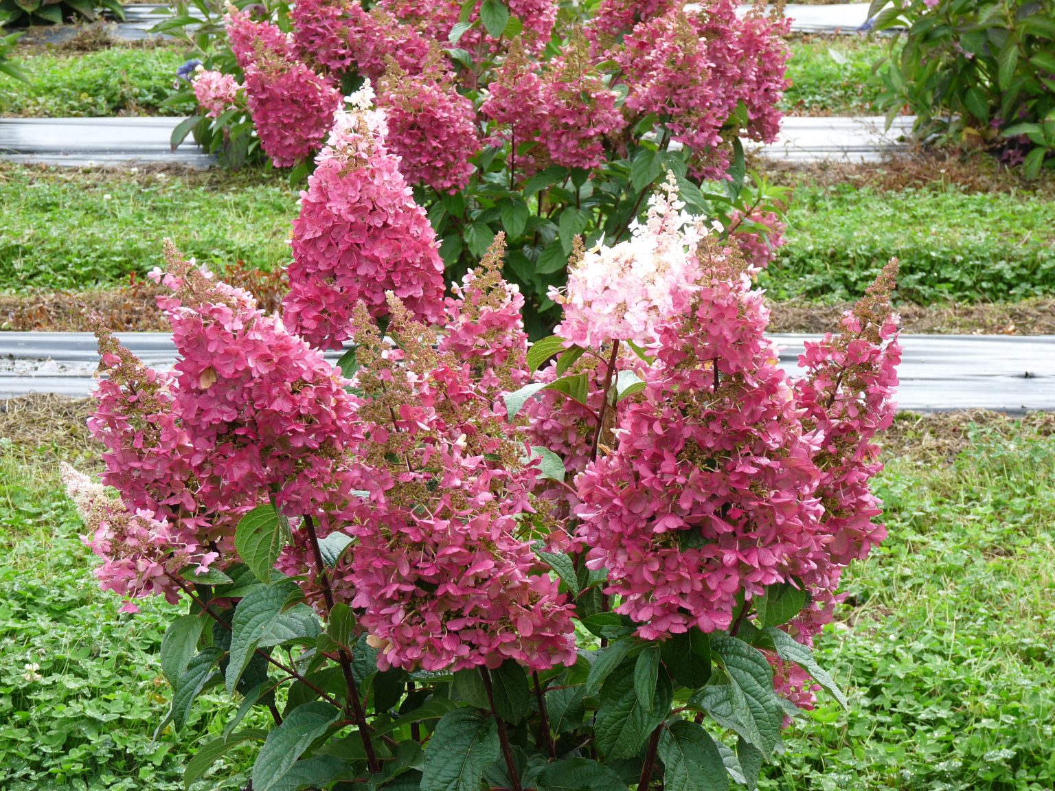 Pinky Winky Hydrangea Paniculata