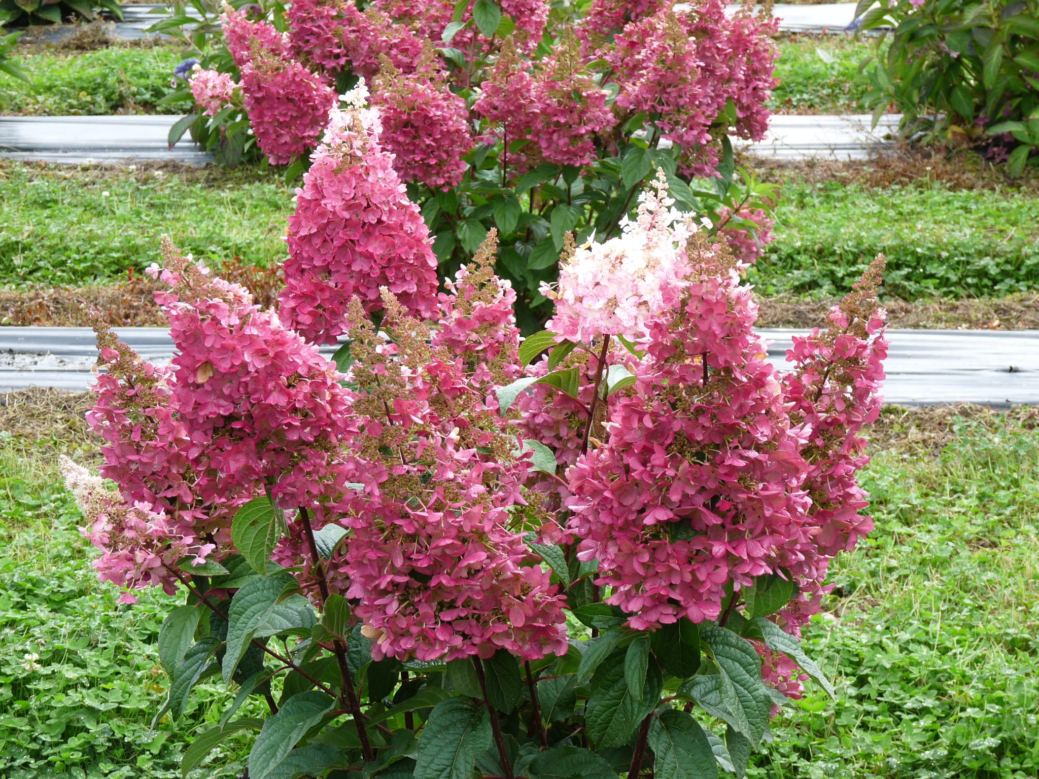 Hydrangea paniculata 'Pinky winky'