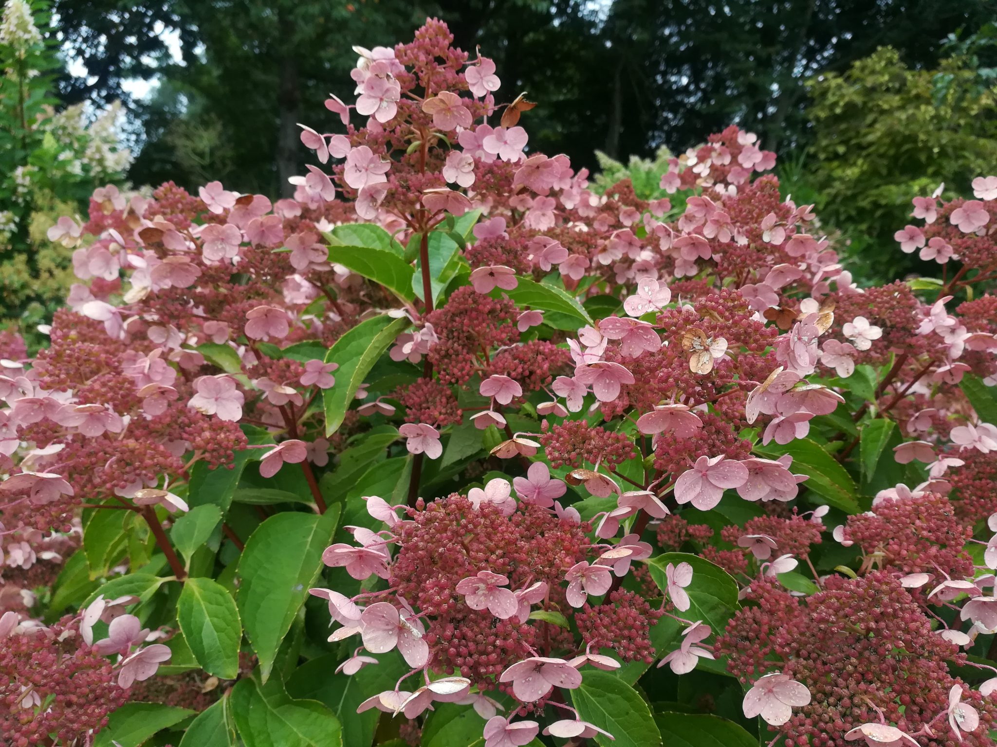 Hydrangea paniculata &lsquo;Dharuma&rsquo;