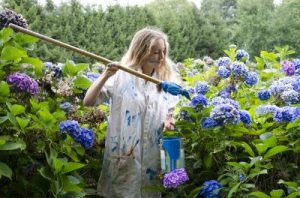 Avoir et garder des hortensias bleus