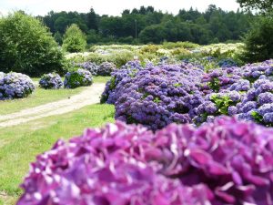 champs d'hortensias