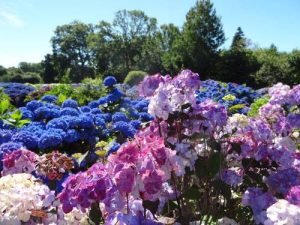 Mélange d'hortensias