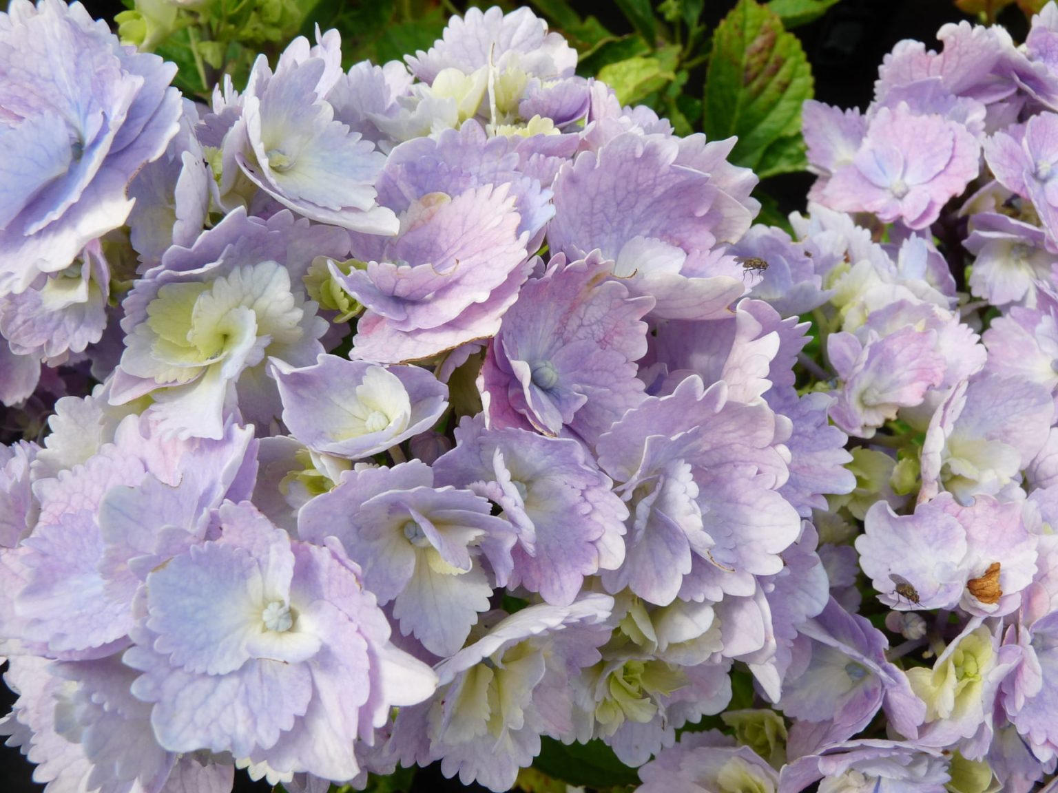 Hydrangea Macrophylla Amethyst