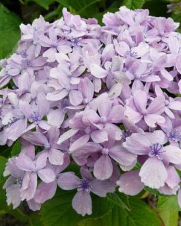 Snell - Hydrangea macrophylla (Fleurs rondes)