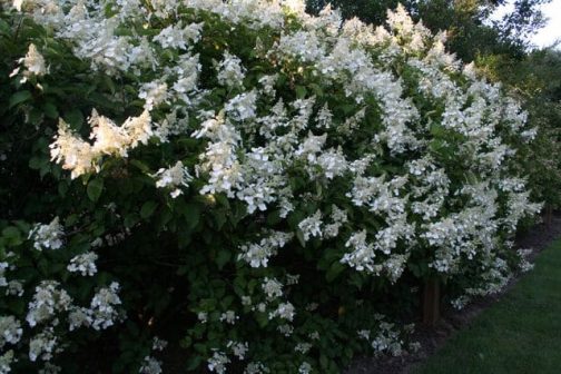 White Lady – Image 2