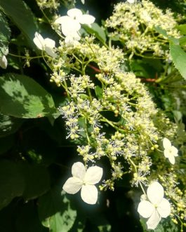 Pétiolaris Miranda - Hydrangea Grimpant