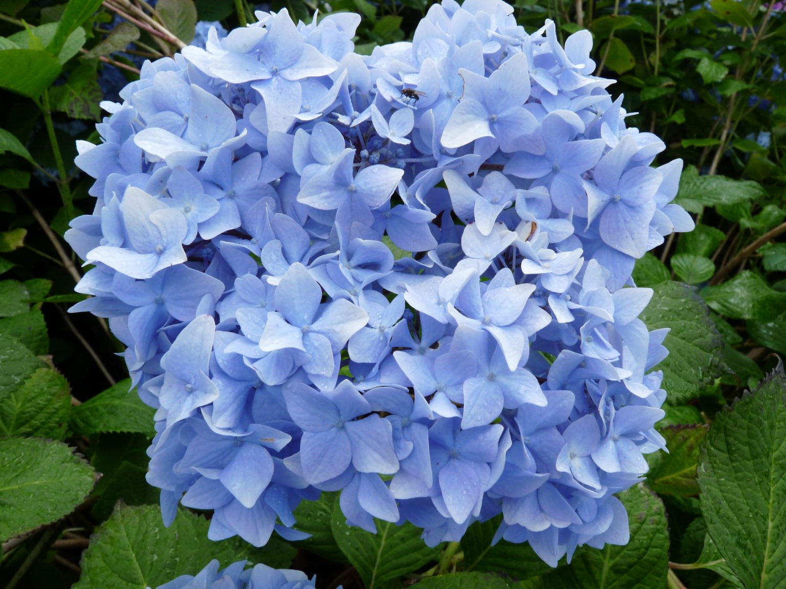 Hydrangea Nik Nikko Blue - Hydrangea macrophylla (Fleurs rondes) - Hortensias du Haut ...