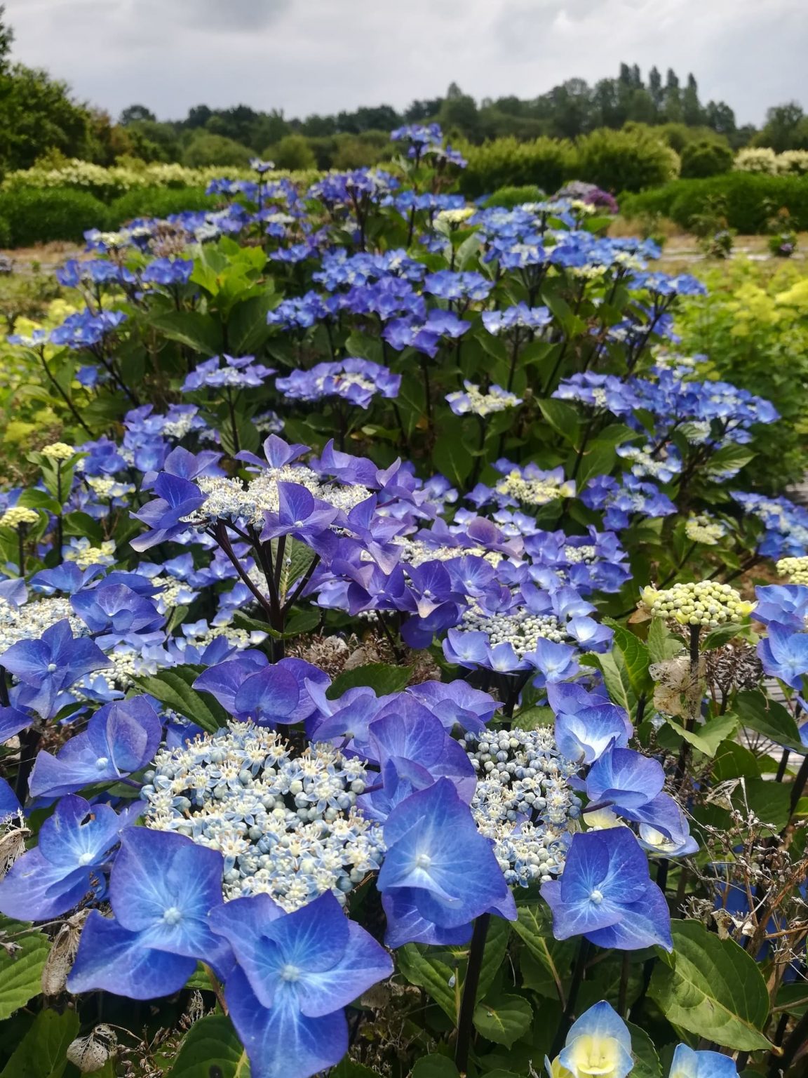 Hydrangea macrophylla 'Zorro'