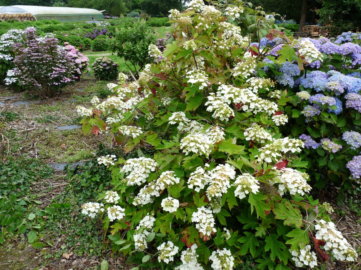 Hydrangea quercifolia 'Tennessee clone'