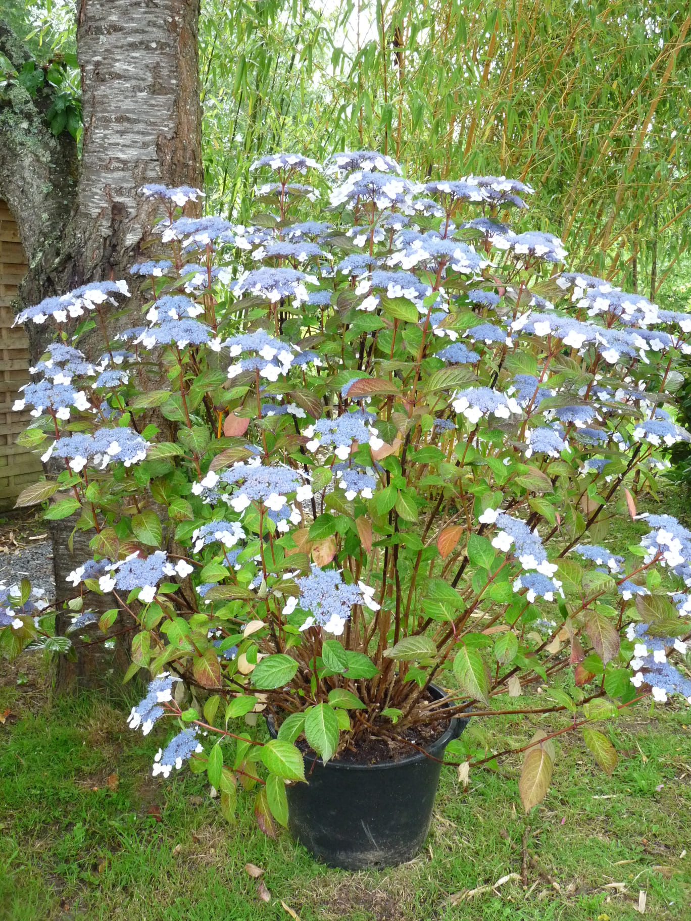 35 litres (6 à 8 ans)