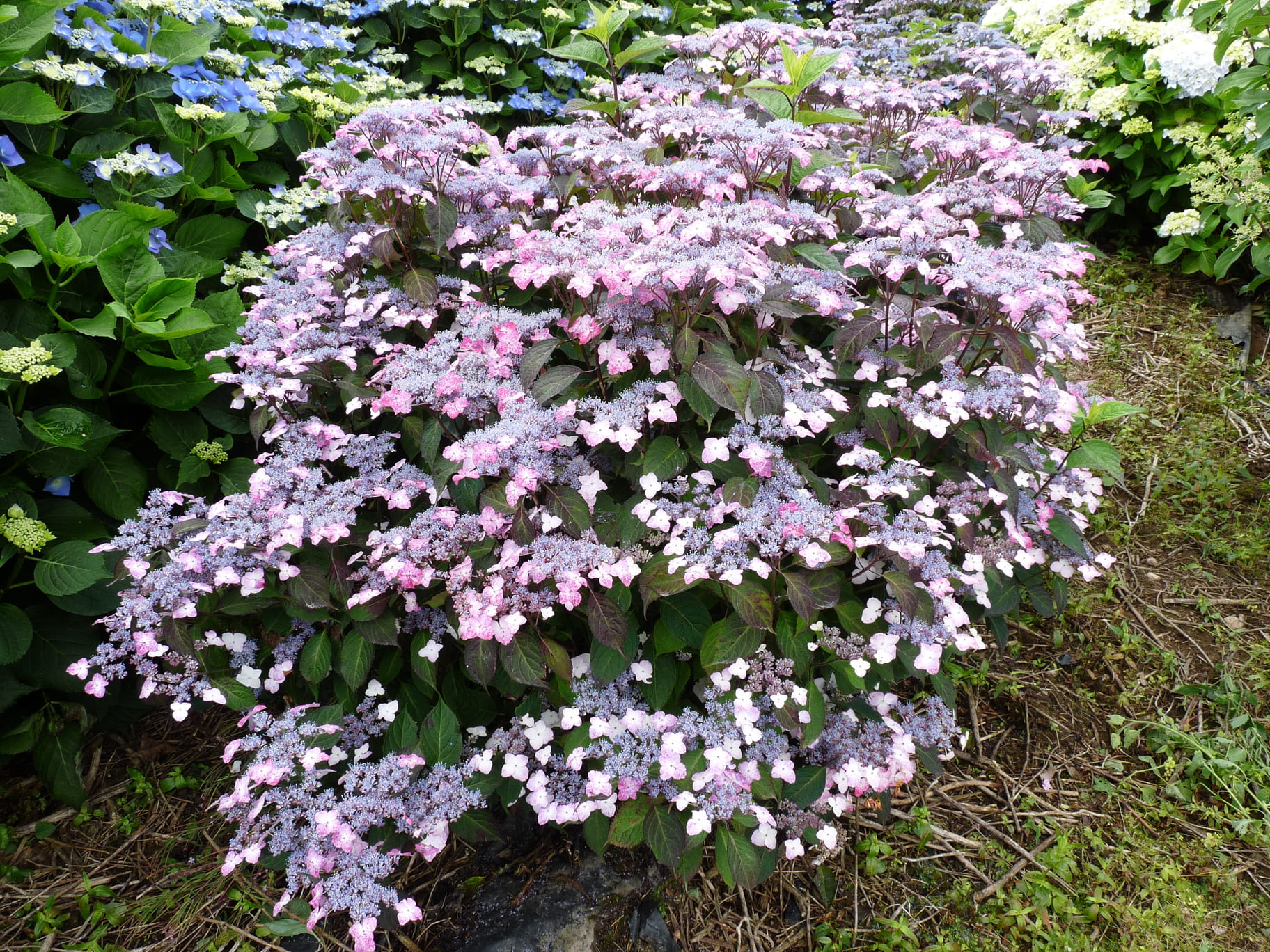 35 litres (6 à 8 ans)