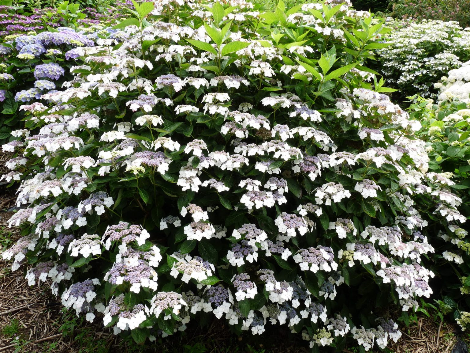 Hydrangea serrata 'Tokyo delight'