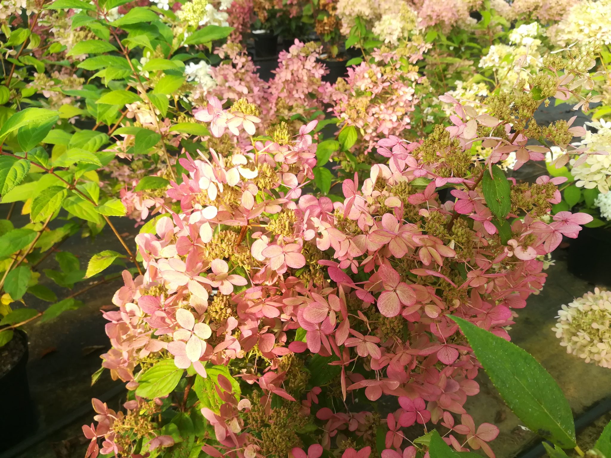 Hydrangea paniculata 'Confetti'