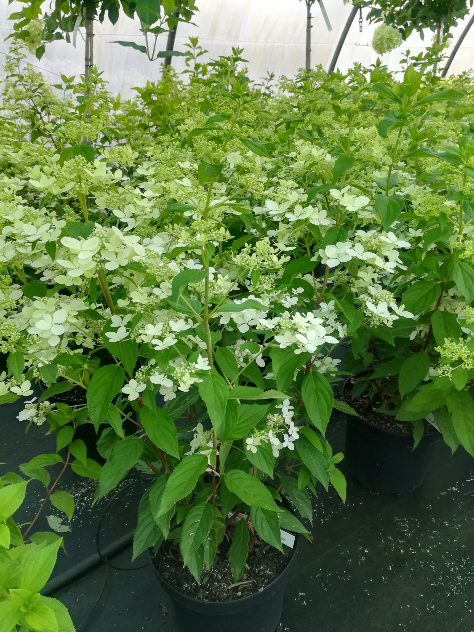 Hydrangea paniculata 'Confetti'