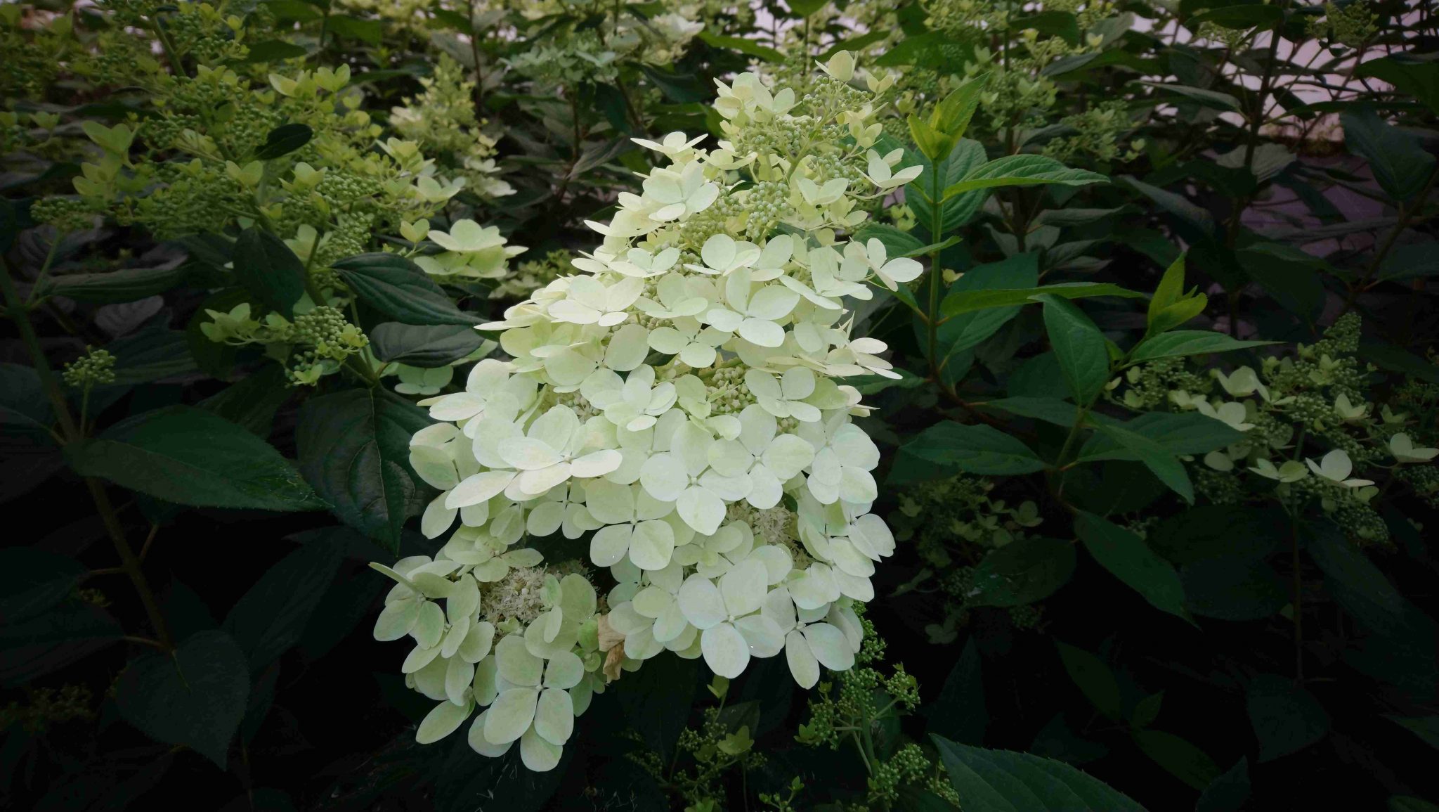 Hydrangea paniculata 'Confetti'