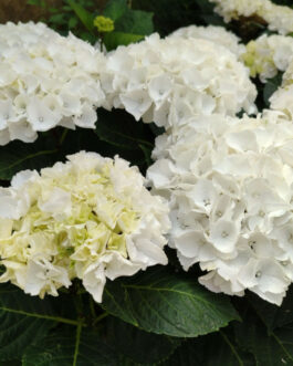Bright of white